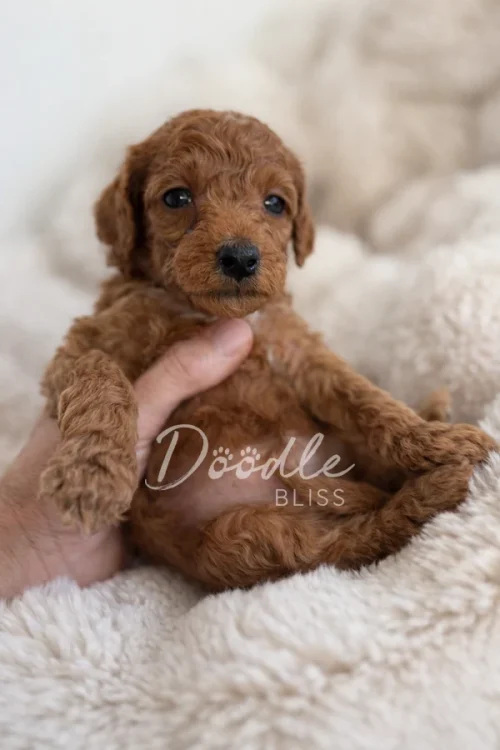 A person gently holds a small, curly-haired brown puppy while it sits on a soft, fluffy white blanket. The words Doodle Bliss are overlaid on the image.