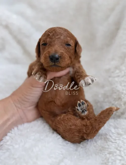 A small, curly-haired brown puppy with white-tipped paws is gently held upright by a hand, resting on a soft, white blanket. The puppy looks sleepy and relaxed.