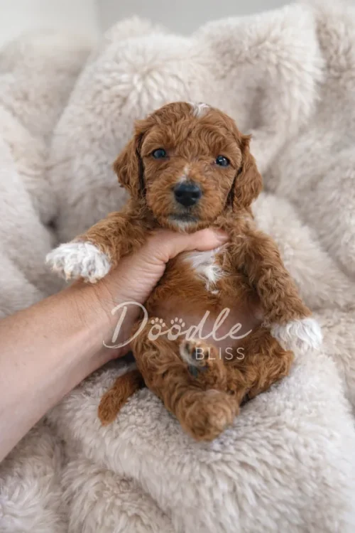 A small brown and white puppy is being held upright by a hand against a fluffy cream-colored blanket. The puppy has curly fur and white markings on its paws, nose, and chest. The words Doodle Bliss are overlaid on the image.