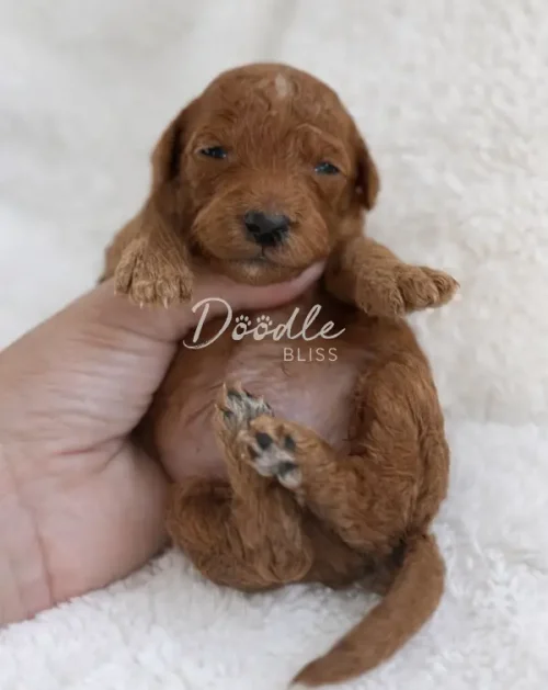 A small, curly-haired brown puppy is held gently in a persons hand against a soft, white background. The puppys eyes are halfway open, and its tiny paws are visible. The words Doodle Bliss are overlaid on the image.