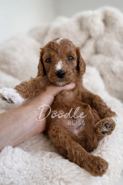 A small brown and white puppy with curly fur is held gently by a hand, sitting on a soft, cream-colored blanket. The puppy has a white spot on its head and paw. The words “Doodle Bliss” appear across the image.
