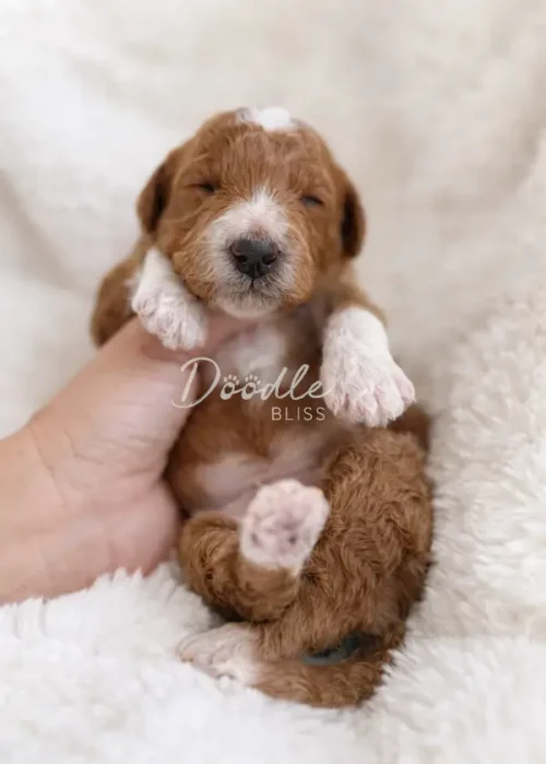 A small, fluffy brown and white puppy with closed eyes is cradled gently in a persons hand, lying on a soft, white blanket. The text Doodle Bliss is overlaid on the image.