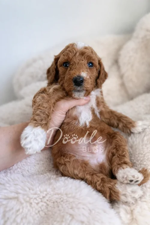 A small, curly-haired brown and white puppy is held gently by a hand while lying on a fluffy cream blanket. The puppy looks directly at the camera. The watermark reads “Doodle Bliss.”.