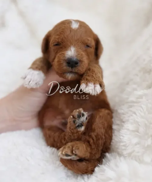A small brown and white puppy with closed eyes lies on a soft, fluffy blanket, held gently by a hand. The puppys paws are up and its fur looks curly and soft.