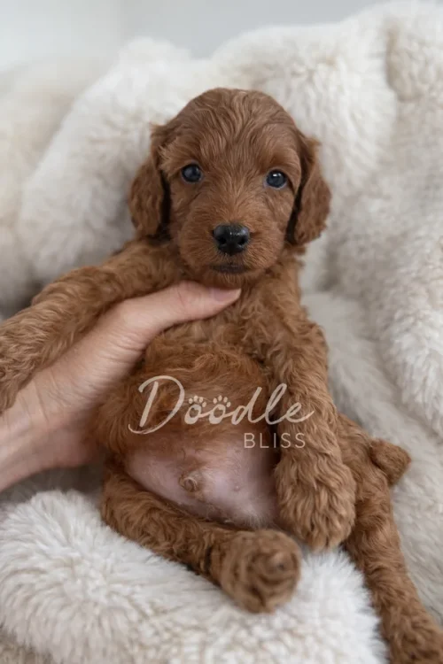 A small brown puppy with curly fur is held upright by a hand, sitting on a soft white blanket. The puppy looks at the camera, and the word Doodle Bliss is overlaid on the image.