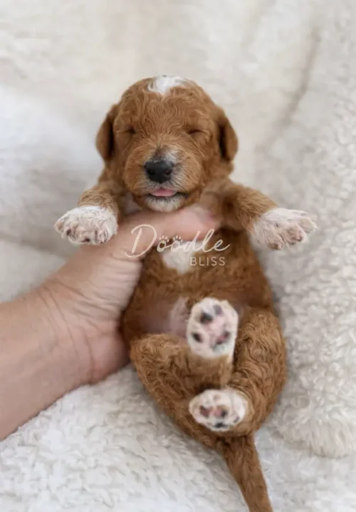 A small brown and white puppy with closed eyes lies on its back on a soft, white blanket, gently held by a hand. The puppy’s paws are up, and it looks relaxed and peaceful.