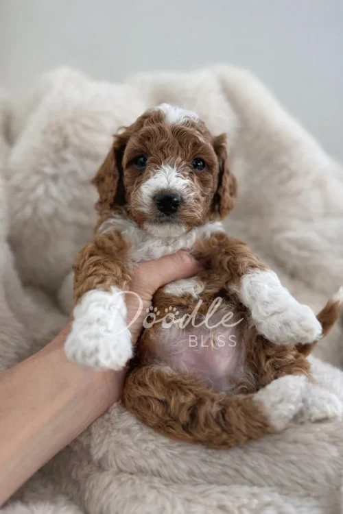 Phoenix, a small red mini goldendoodle with curly fur, is gently held on its back atop a fluffy cream blanket, gazing up with big dark eyes and relaxed ears.