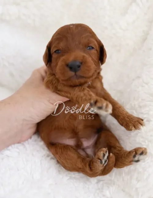 A small, reddish-brown puppy is held gently by a hand while lying on a fluffy white blanket. The puppy has its eyes partly open and its tiny paws slightly raised. The image has Doodle Bliss text on it.