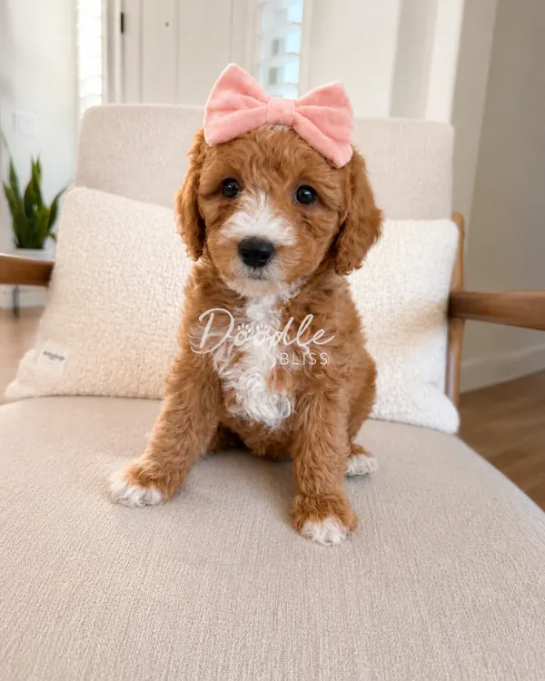 A fluffy brown and white puppy with a pink bow on its head sits on a beige armchair in a cozy, well-lit room.