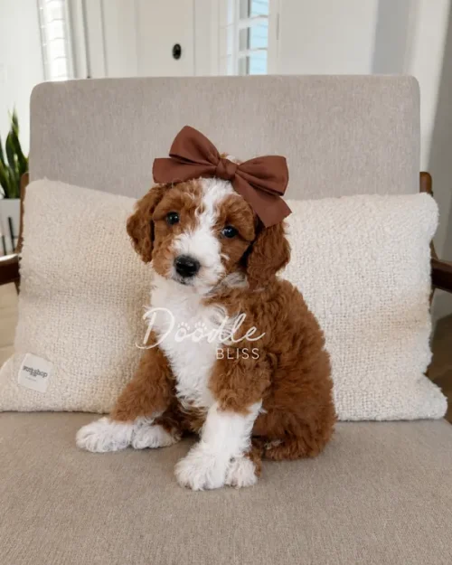 A small, fluffy brown and white puppy wearing a large brown bow sits on a beige chair in front of a textured cream pillow, looking at the camera in a cozy, well-lit room.