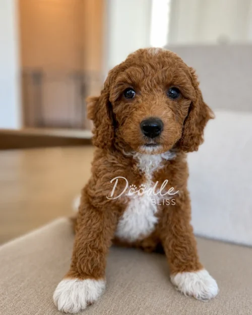 A brown and white curly-haired puppy with white paws sits on a beige sofa, looking at the camera. The background is softly blurred, and the words Doodle Bliss are written over the image.