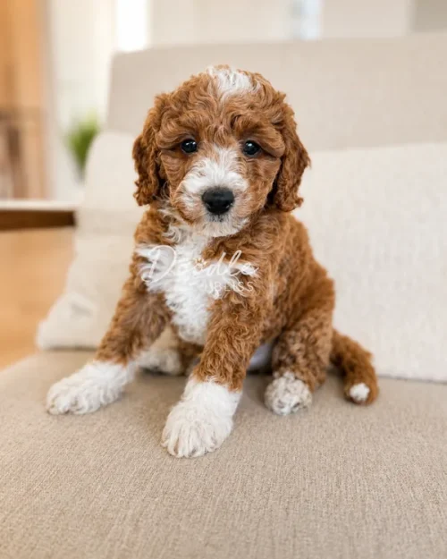A small, curly-haired brown and white puppy sits on a beige couch, looking directly at the camera with dark eyes.