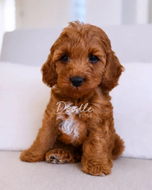 A small, fluffy brown puppy with curly fur and a white patch on its chest sits on a light-colored couch, looking directly at the camera.