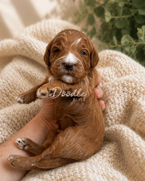Scout, a small light brown mini goldendoodle puppy, is gently held in someone's hand and rests on a cream-colored blanket with green leaves in the background. Relaxed and content, Scout is ready to find a loving home in Arizona.