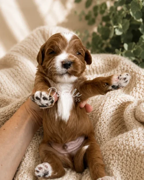 Scout, a small brown and white mini goldendoodle puppy, is available in Arizona. Lying on a knitted blanket with front paws raised and eyes partially closed, Scout looks cozy and relaxed.