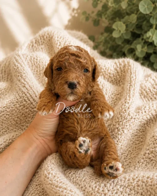 Fisher, a mini Goldendoodle puppy in Arizona, is gently held on a cozy beige blanket with green leafy plants in the background. The small, curly-haired brown pup looks directly at the camera.