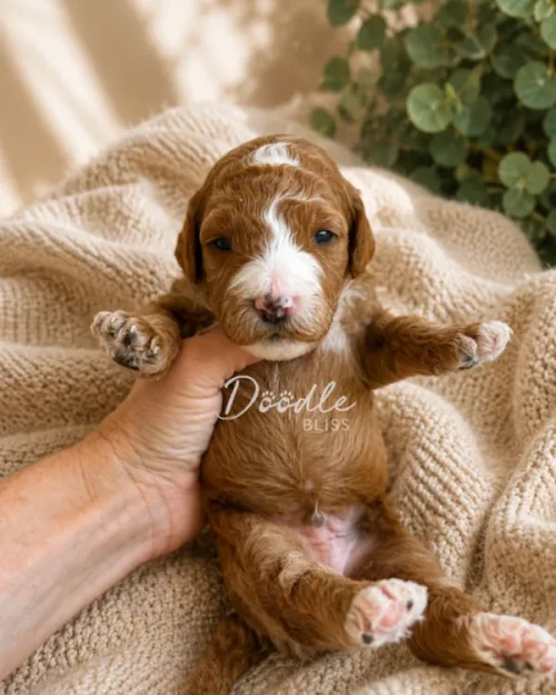 Bear, a small brown and white mini goldendoodle puppy with a pink nose, is held gently in hand on a beige knitted blanket with green leaves—perfect for your Arizona home.