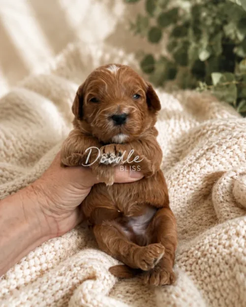River, a mini Goldendoodle puppy in Arizona with small, curly brown fur, is held gently on a soft cream-colored blanket with blurred green leaves in the background.