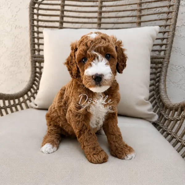 A fluffy brown and white puppy with curly fur sits on a beige cushion in a wicker chair, looking at the camera with a curious expression.