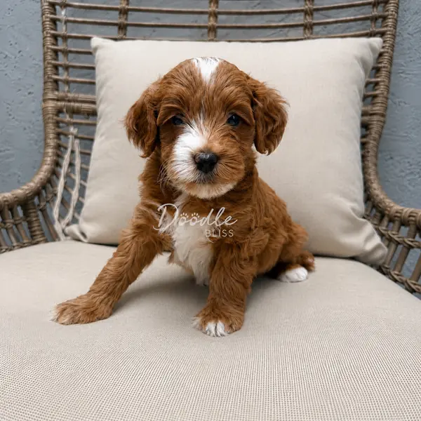 A fluffy brown and white puppy with curly fur sits on a beige cushion in a wicker chair, looking at the camera.