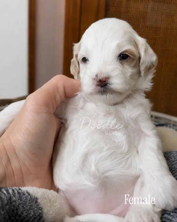 A small white and tan puppy is being gently held upright. The text Female appears in the corner. The puppy has soft fur and looks calm.