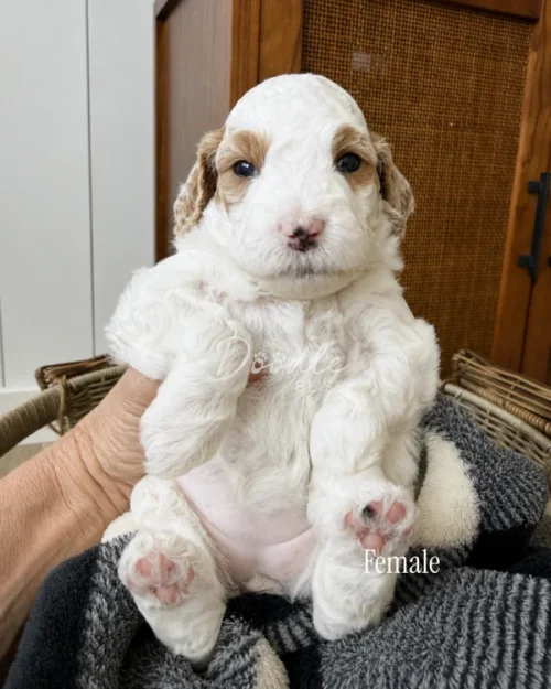 A person holds a small, fluffy white and brown puppy with pink paws and belly. The puppy is lying on its back on a blanket, and the word female is written near her.