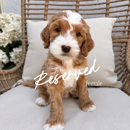 A fluffy brown and white mini Goldendoodle puppy named Hazel sits on a cushion in a wicker chair. The words “Reserved” and “Female” appear across the image, while white flowers in the background enhance this warm Arizona setting, highlighting just how special Hazel—the reserved mini Goldendoodle puppy—truly is.
