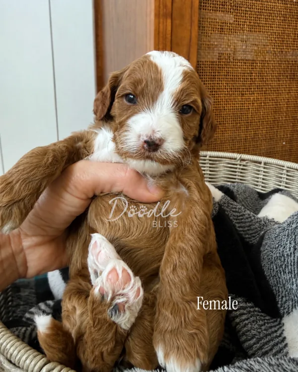 A small brown and white puppy with a white face and paw is held upright in a woven basket lined with a black and white blanket. The text Doodle Bliss and Female appear on the image.
