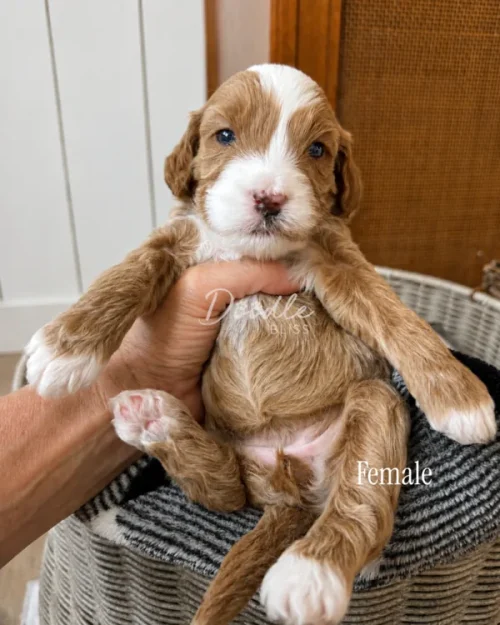 A person holds a small brown and white puppy with blue eyes. The puppy is labeled Female and sits in a cozy basket with a striped blanket nearby.