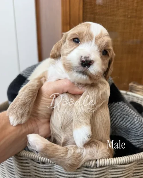 A small, light brown and white male puppy is held up gently in a hand above a basket with a blanket. The puppy looks at the camera with a calm expression.