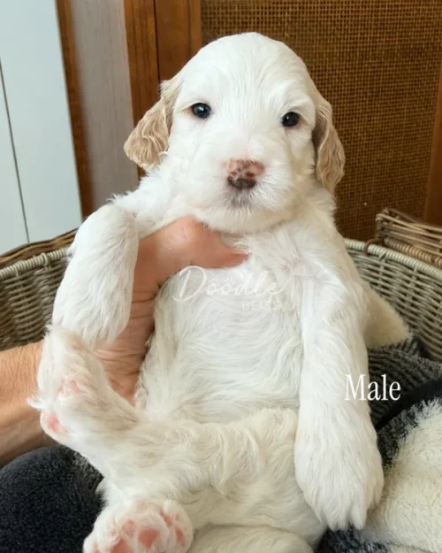 A person holds a fluffy white and light brown male puppy in a basket, with the puppy facing the camera and the word Male written beside him.