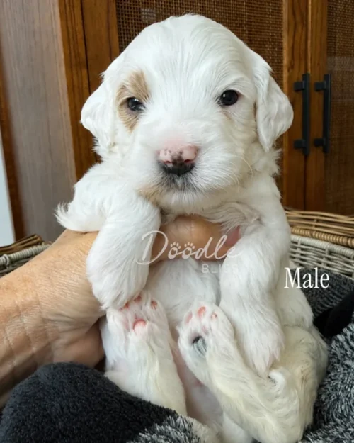 A person holds a fluffy white male puppy with light brown spots on its face. The puppy sits in a basket with a soft blanket. Doodle and Male are written on the image.