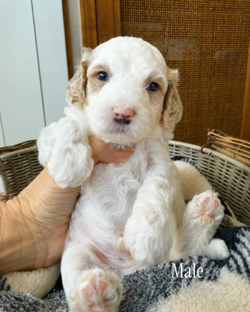 A small, curly-haired white and tan puppy sits in a basket, being gently held up by a hand. Text in the image reads Male. The puppy has blue eyes and a pink nose, resting on a cozy blanket.