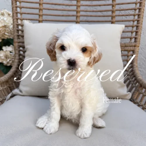 Small, fluffy white and tan puppy sitting on a cushioned chair with Reserved and Female written over the image. Cream-colored flowers are visible on the side.