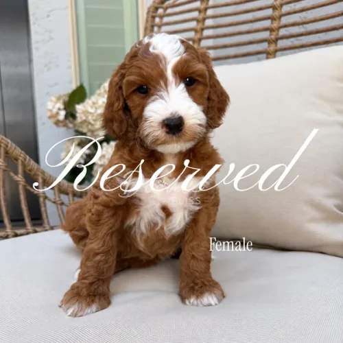 A fluffy brown and white puppy sits on a cushioned outdoor chair. The word Reserved is written across the image, and Female appears in the lower right corner.
