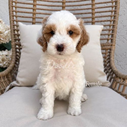 A small, fluffy white and brown puppy sits on a wicker chair with a beige cushion. The puppy looks at the camera and has a soft, curly coat. Flowers can be seen on the left side of the image.