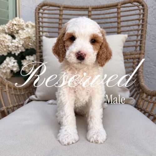 A small, curly-haired white and brown puppy sits on a cushioned wicker chair with Reserved Male text overlay. White flowers are visible in the background.