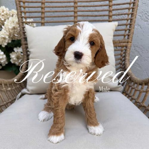 A brown and white puppy sits on a cushioned wicker chair. The word Reserved and Male are written across the image. White flowers are visible in the background.