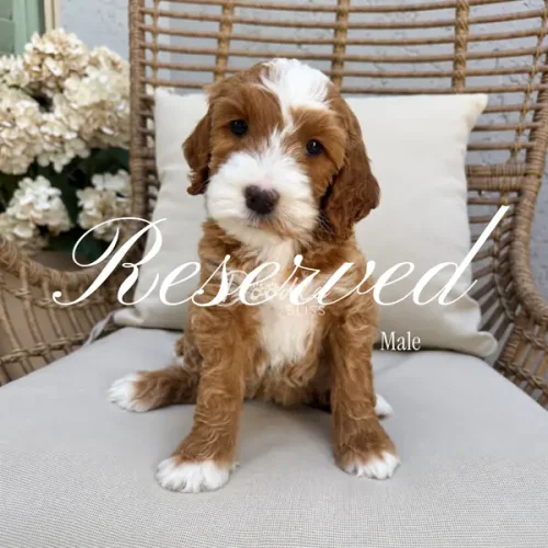 A brown and white puppy sits on a cushioned chair with Reserved and Male written across the image. White flowers and a wicker chair are in the background.