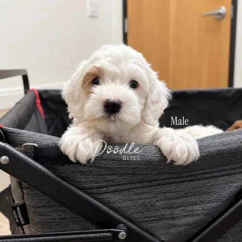A fluffy white puppy with light brown markings rests its front paws on the edge of a gray fabric cart, looking at the camera. A wooden door and wall are in the background. The image is labeled Male and Doodle Bliss..