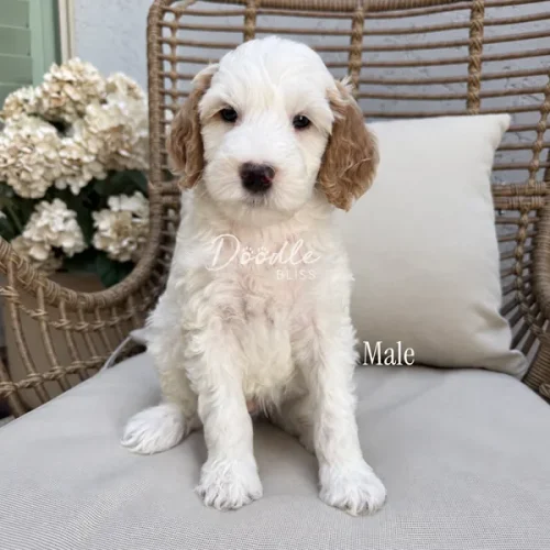 A fluffy white puppy with light brown ears sits on a beige cushion chair. White flowers are in the background. The words Doodle Bliss and Male appear on the image.