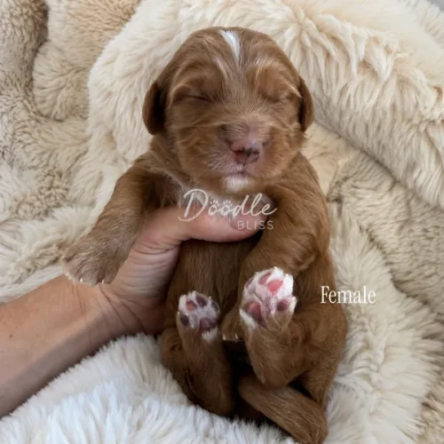 A small brown female puppy with closed eyes is being gently held in a hand, lying on a soft cream-colored blanket.