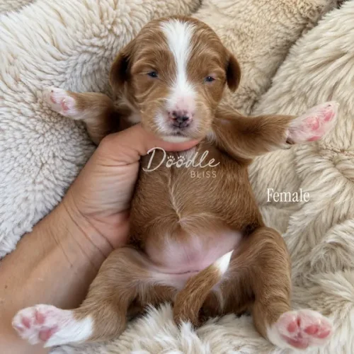 A person holds a tiny brown and white female puppy on a soft, fluffy blanket. The puppys paws are spread out, and she looks relaxed and cozy.