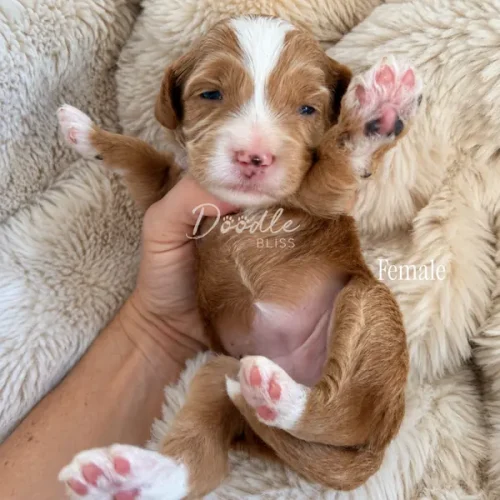 A small brown and white puppy with pink paws lies on its back on a fluffy beige blanket, being gently held up by a hand. The puppys front leg is raised and its eyes are partially open.