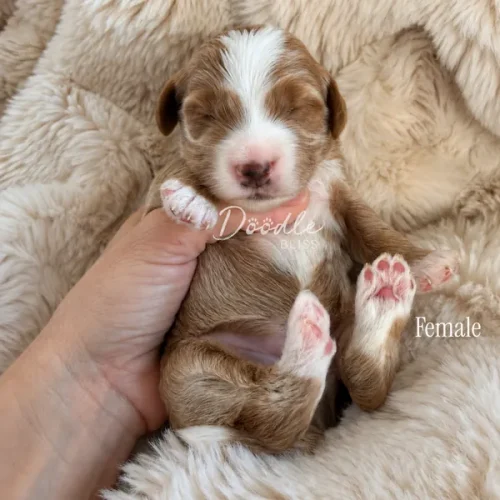 A small brown and white puppy with closed eyes is cradled in a persons hand, lying on a soft beige blanket. The word Female appears on the right side of the image.