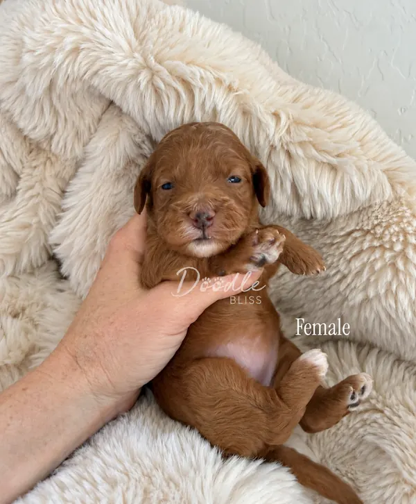 A small brown puppy is gently held in a hand while lying on a soft, cream-colored blanket. The puppy has closed eyes and a relaxed expression. The word Female is written next to her.