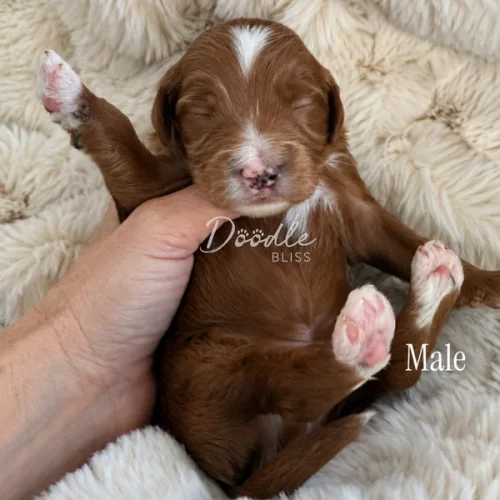 A small brown and white male puppy lies on its back in a persons hand, resting on a fluffy cream-colored blanket.