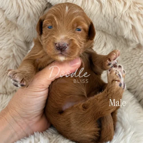 A small, brown male puppy with blue eyes is cradled gently in a persons hand on a soft cream-colored blanket. Doodle Bliss and Male text appear on the image.