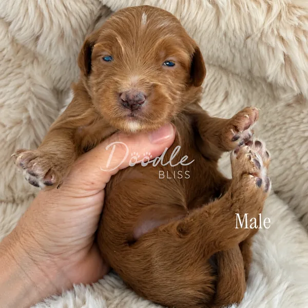 A small, brown male puppy with blue eyes is cradled gently in a persons hand on a soft cream-colored blanket. Doodle Bliss and Male text appear on the image.