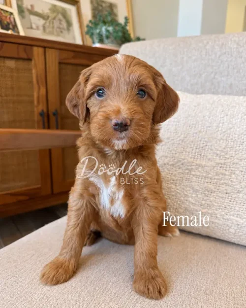 A fluffy, apricot-colored Goldendoodle puppy sits on a couch with white fur patches on its chest and forehead.